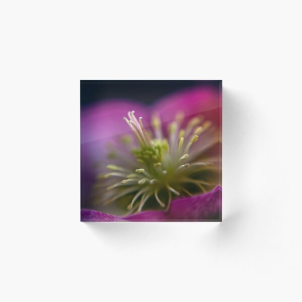 Item preview, Hellebore Beauty designed and sold by Helen K. Passey.