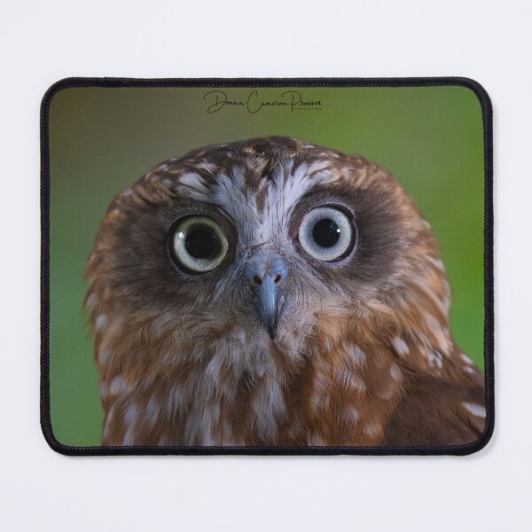 Item preview, Boobook Owl Eyes designed and sold by Donna Cameron-Prosser.