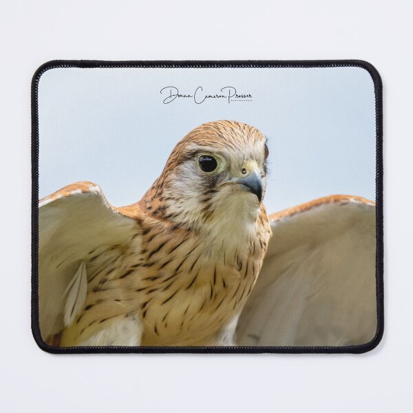 Item preview, A Brown Falcon About To Take Flight designed and sold by Donna Cameron-Prosser.