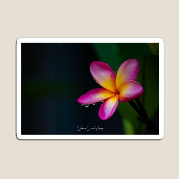 Artikelvorschau, Regentropfen auf einem Frangipani entworfen und verkauft von Donna Cameron-Prosser.