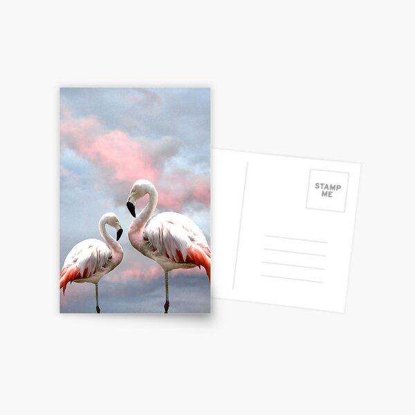 Flamingo Sky sunset birds Postcard