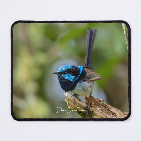 Item preview, Superb Fairywren designed and sold by Donna Cameron-Prosser.
