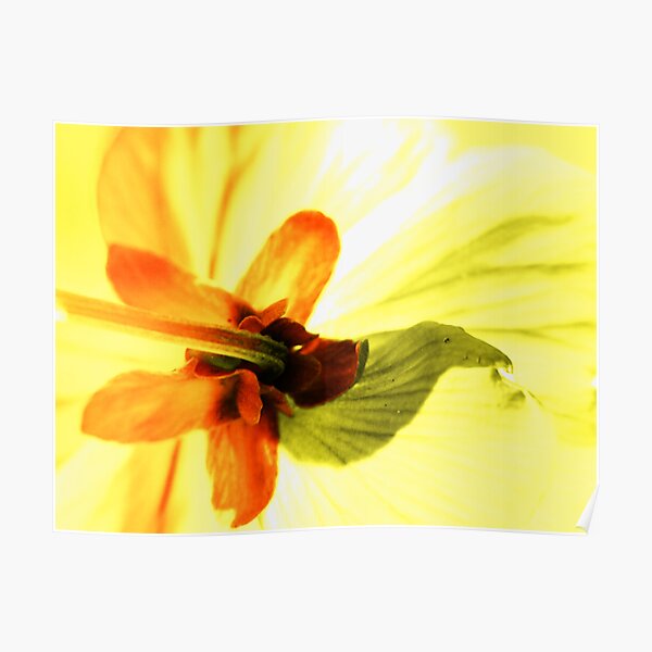 Pansy Light Poster