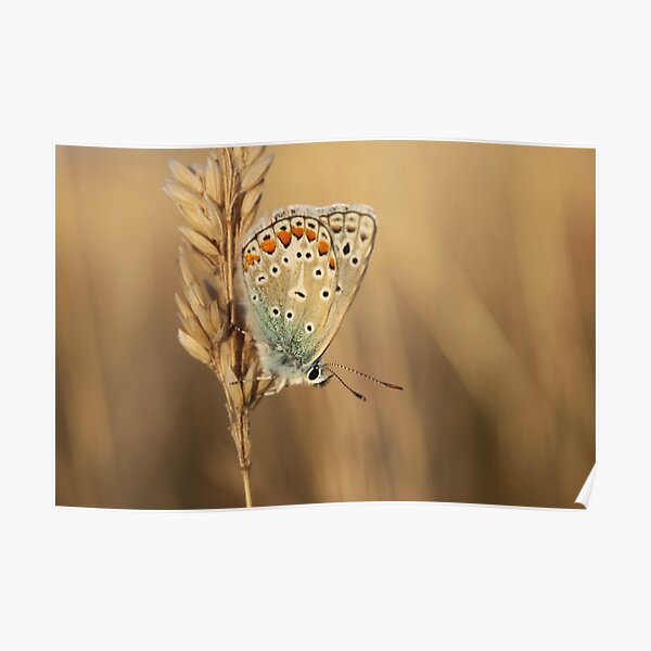 Common Blue Poster