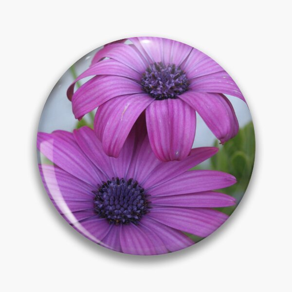 Item preview, Purple and Pink African Daisy Flowers designed and sold by taiche.