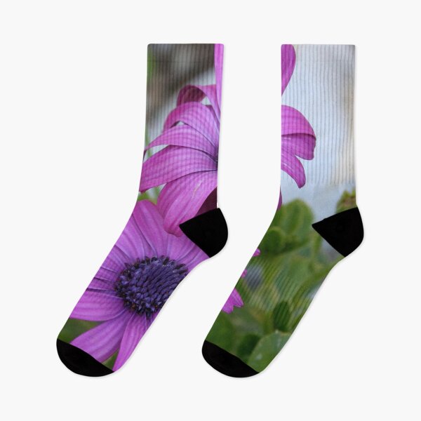 Item preview, Purple and Pink African Daisy Flowers designed and sold by taiche.