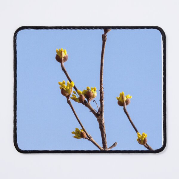 Item preview, Cornus officinalis 5 designed and sold by yunee.
