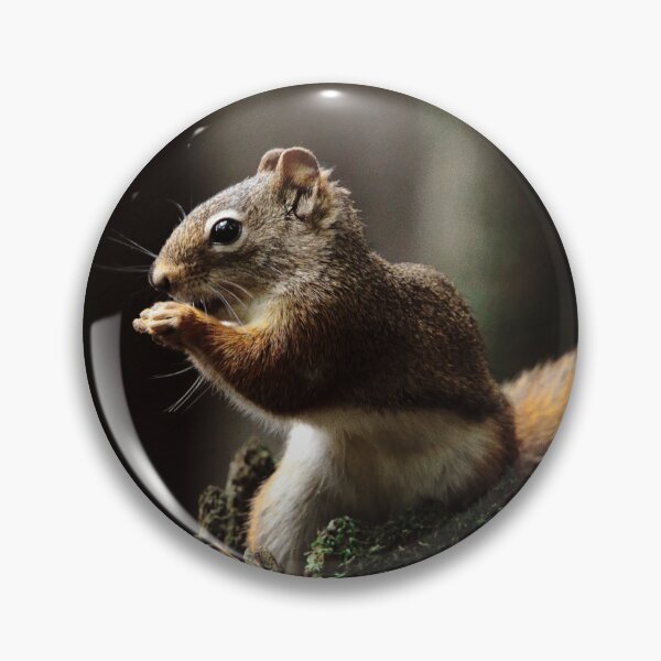 Item preview, Squirrel designed and sold by Picsorama.