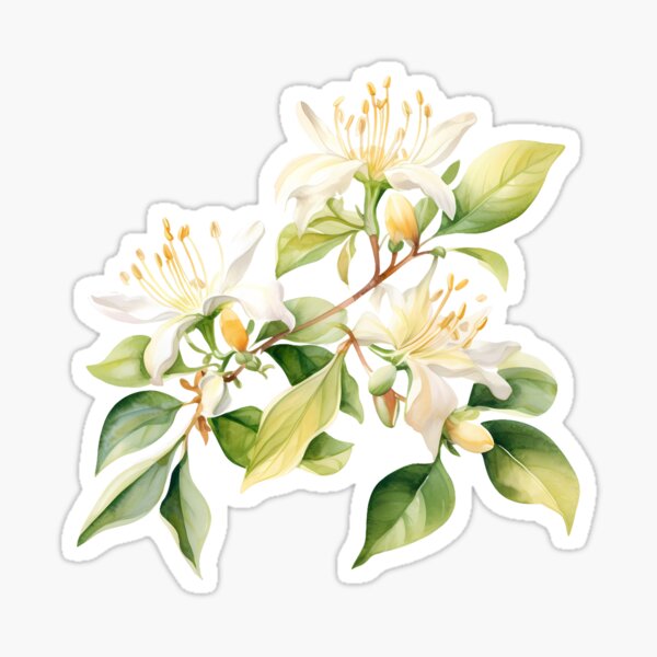 Artikel-Vorschau von Geißblatt-Harmonie-Aquarell, designt und verkauft von DaffodilDreamer.
