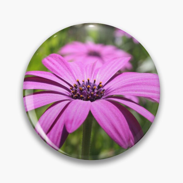 Item preview, Side View Of A Purple Osteospermum With Garden Background designed and sold by taiche.