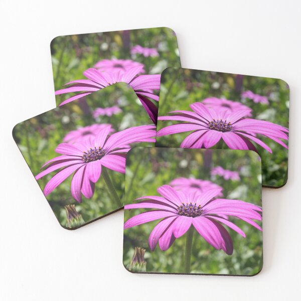 Item preview, Side View Of A Purple Osteospermum With Garden Background designed and sold by taiche.