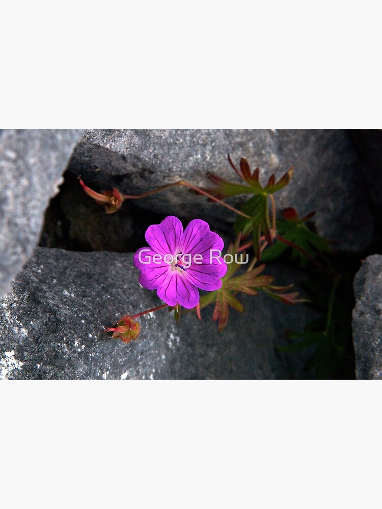 Bloody Cranesbill, Dun Aengus, Inishmore by VeryIreland
