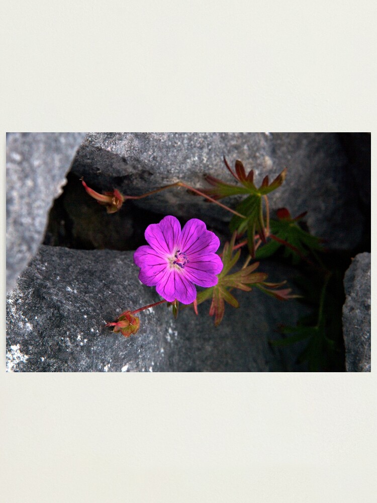 Alternate view of Bloody Cranesbill, Dun Aengus, Inishmore Photographic Print