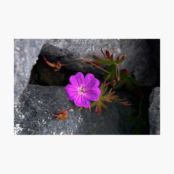 Bloody Cranesbill, Dun Aengus, Inishmore Photographic Print