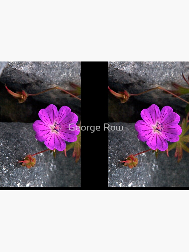 Bloody Cranesbill, Dun Aengus, Inishmore by VeryIreland