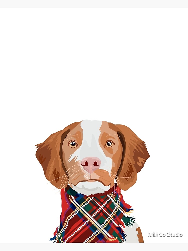 Brittany Spaniel nose
