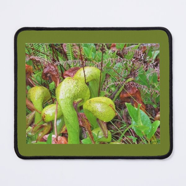 Item preview, Cobra Lilies in Florence Oregon designed and sold by JLPeterson65.