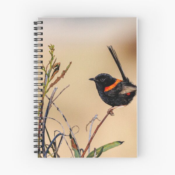 Item preview, Male Red-Backed Fairywren in Breeding Plumage designed and sold by RedChevy.
