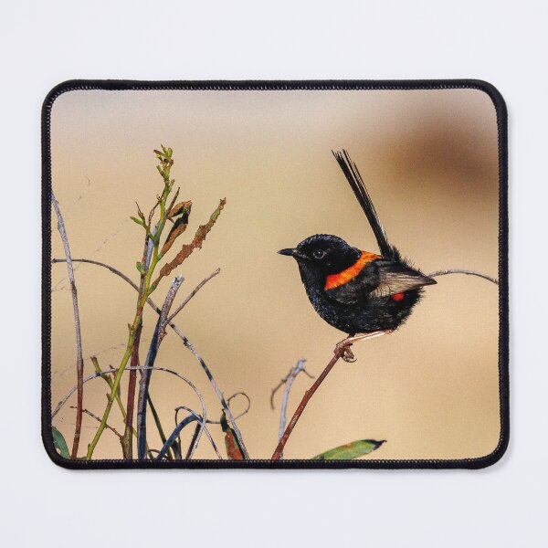 Item preview, Male Red-Backed Fairywren in Breeding Plumage designed and sold by RedChevy.