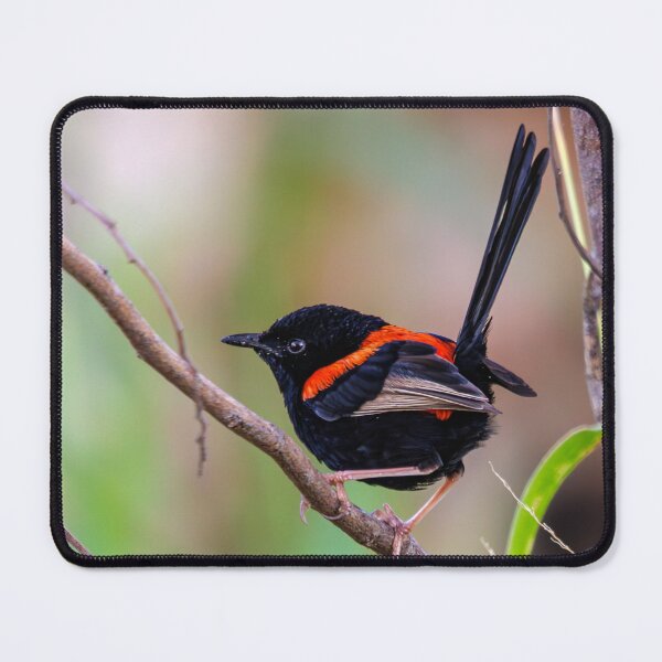 Item preview, Red-Backed Fairywren designed and sold by RedChevy.