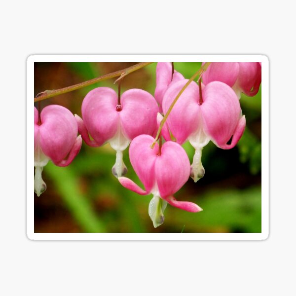 PINK HEARTS Sticker