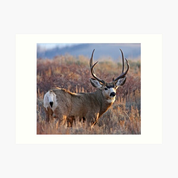 Buck, Afternoon Light in Late Fall Art Print