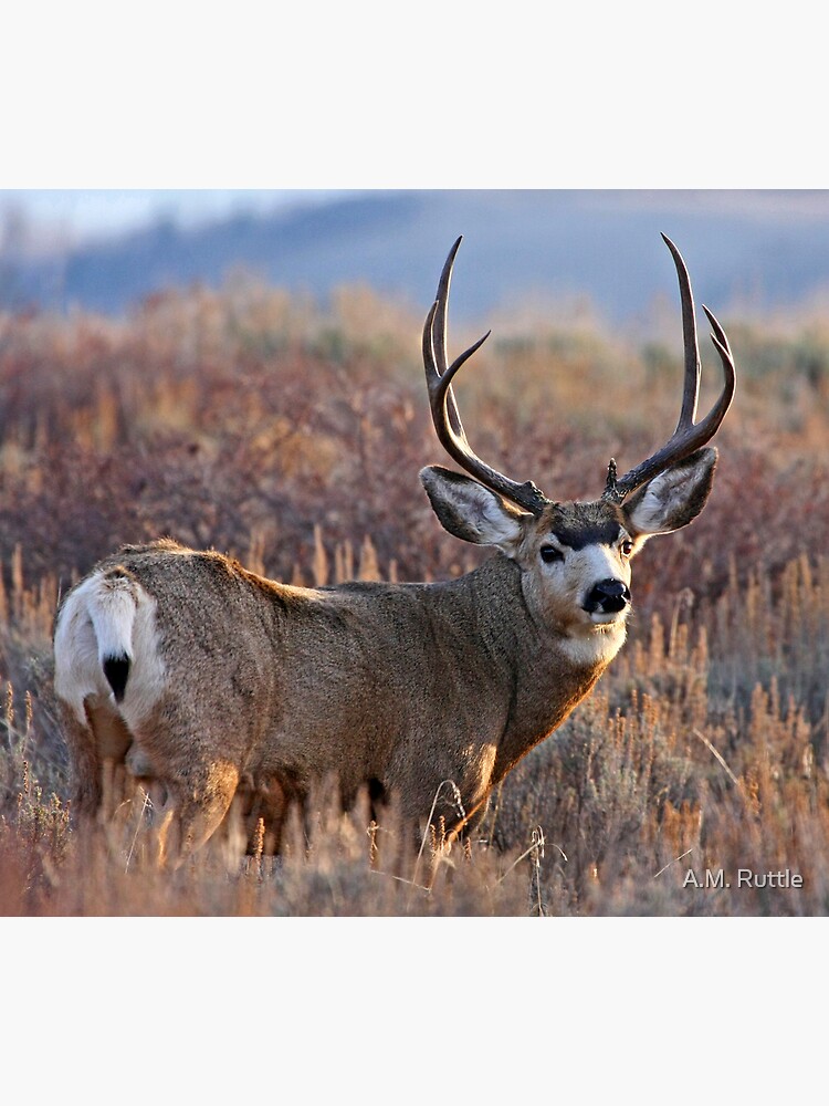 Buck, Afternoon Light in Late Fall by annruttle