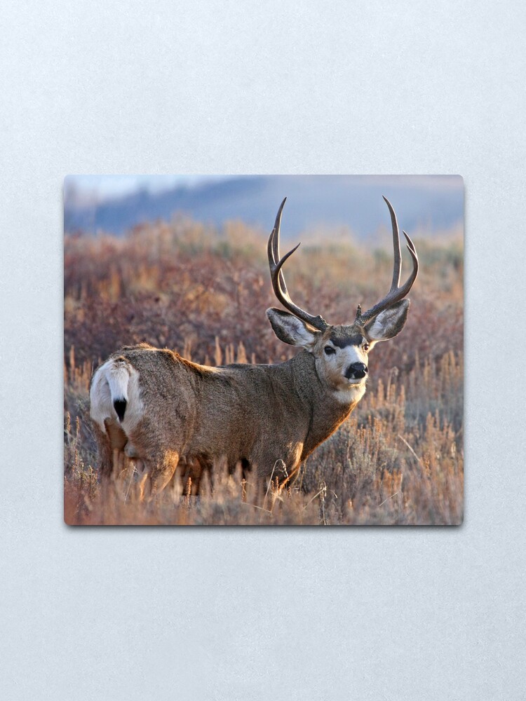 Alternate view of Buck, Afternoon Light in Late Fall Metal Print