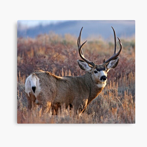 Buck, Afternoon Light in Late Fall Canvas Print