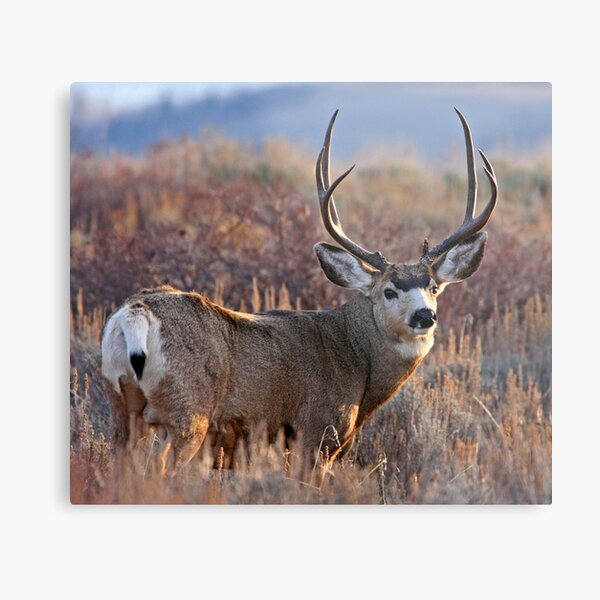 Buck, Afternoon Light in Late Fall Metal Print