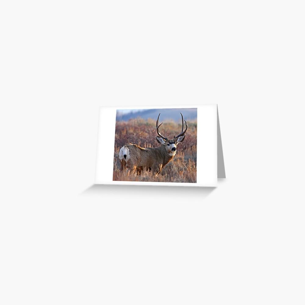 Buck, Afternoon Light in Late Fall Greeting Card