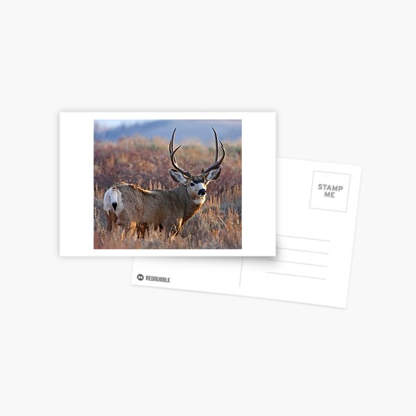 Buck, Afternoon Light in Late Fall Postcard