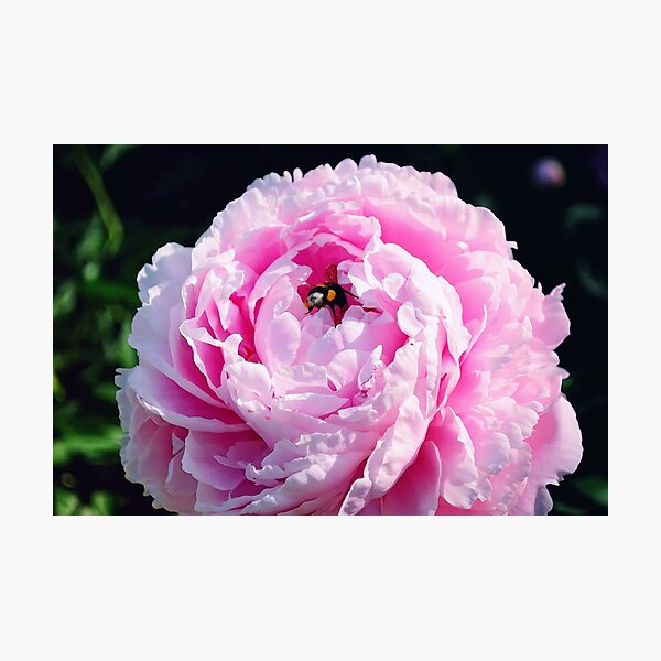 Bumblebee on a Pink Peony Flower Photographic Print