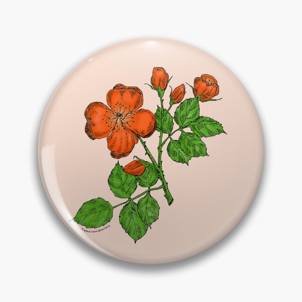 Item preview, Orange Quartered Rose Bloom Semi-Double 8-15 Petals In 2 Rows designed and sold by Rachael Taylor.