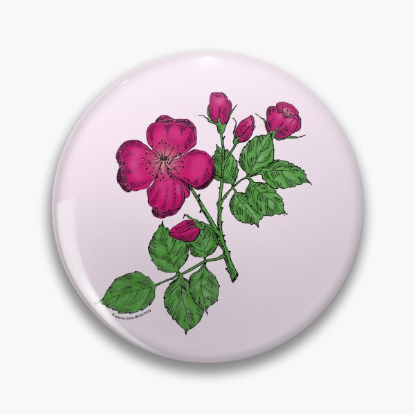 Item preview, Deep Pink Quartered Rose Bloom Semi-Double 8-15 Petals In 2 Rows designed and sold by Rachael Taylor.
