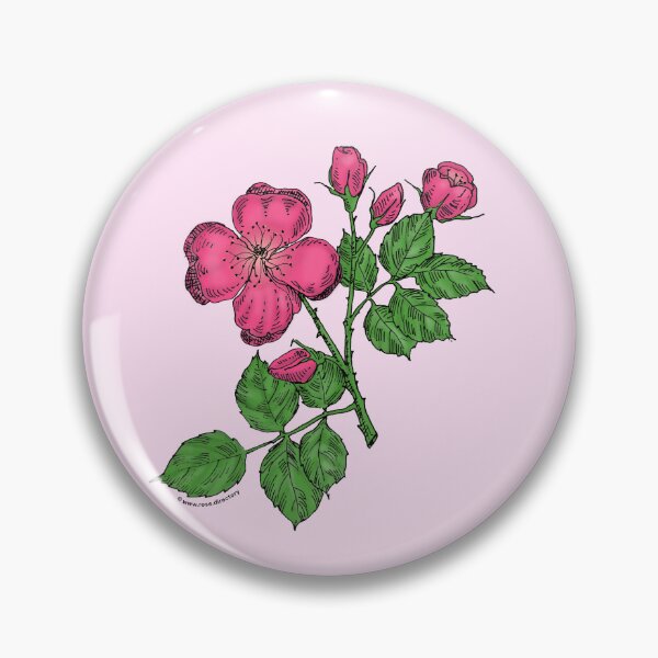Item preview, Mid Pink Quartered Rose Bloom Semi-Double 8-15 Petals In 2 Rows designed and sold by Rachael Taylor.