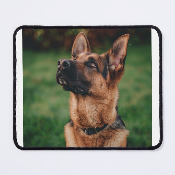 Item preview, Obedient German Shepherd waiting for a command designed and sold by Vanessa Taylor.
