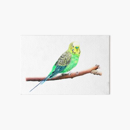 Item preview, Budgie-Parakeet Pencil Drawing designed and sold by SandraWarmerdam.