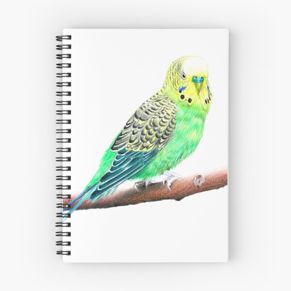 Item preview, Budgie-Parakeet Pencil Drawing designed and sold by SandraWarmerdam.