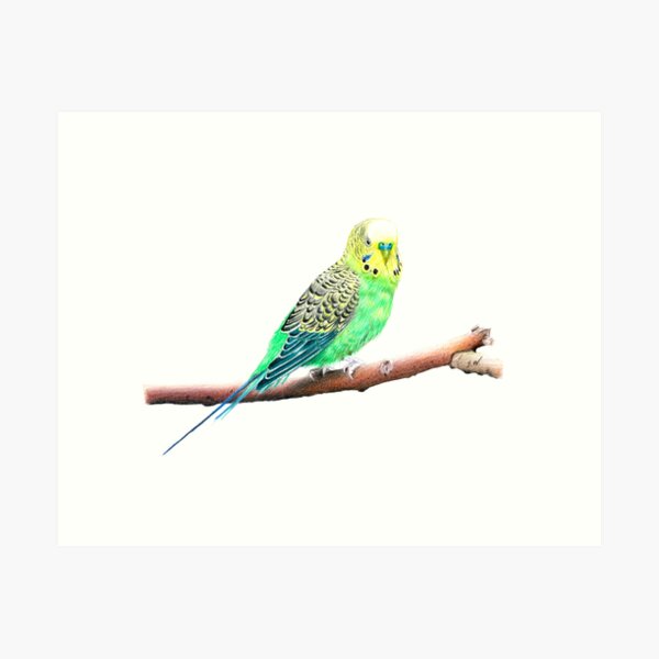 Item preview, Budgie-Parakeet Pencil Drawing designed and sold by SandraWarmerdam.