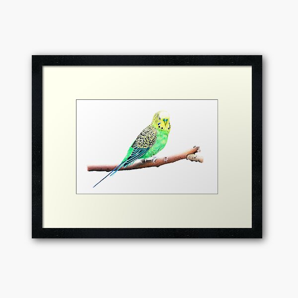 Item preview, Budgie-Parakeet Pencil Drawing designed and sold by SandraWarmerdam.