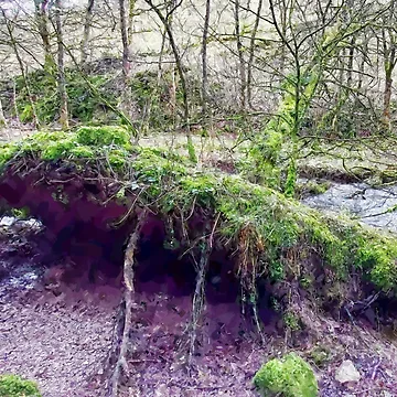 Artwork thumbnail, Fallen Tree by RickTeeDesigns