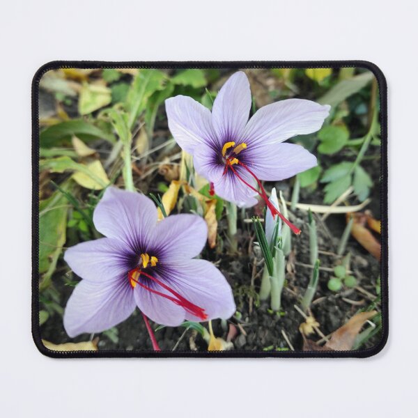 Item preview, Saffron flowers designed and sold by Gourmetkater.