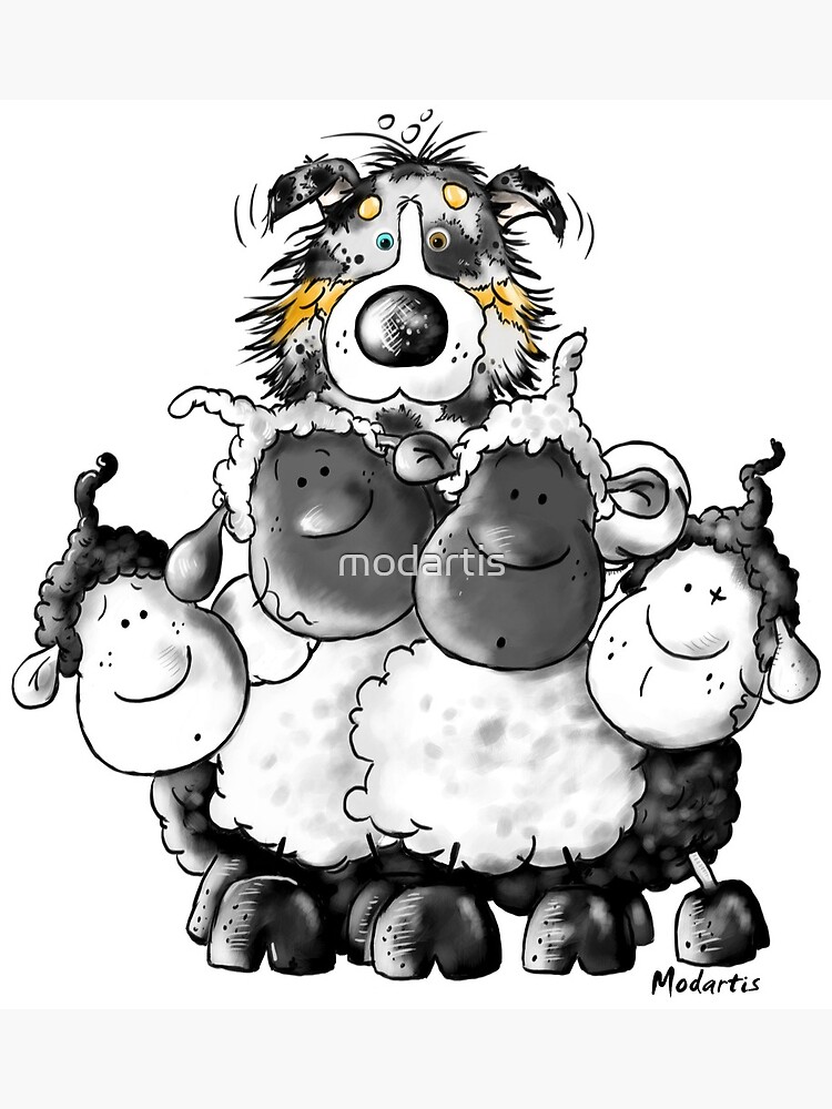 Australian Shepherd And Sheep Australian Shepherd And Sheep