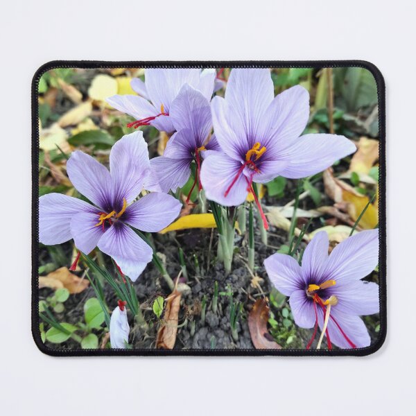 Item preview, Saffron flowers designed and sold by Gourmetkater.
