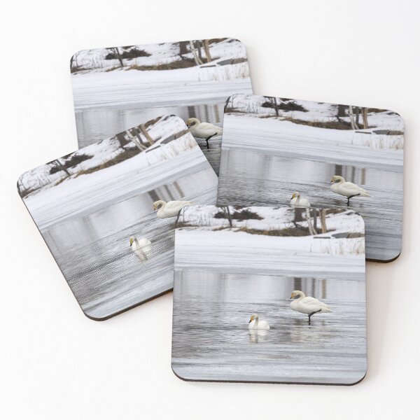 Item preview, When the spring is late. Whooper swan designed and sold by Jouko Lehto Photography.
