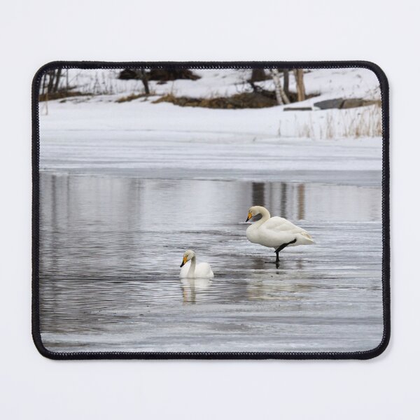 Item preview, When the spring is late. Whooper swan designed and sold by Jouko Lehto Photography.