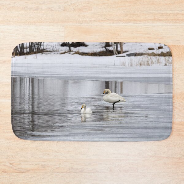 Item preview, When the spring is late. Whooper swan designed and sold by Jouko Lehto Photography.