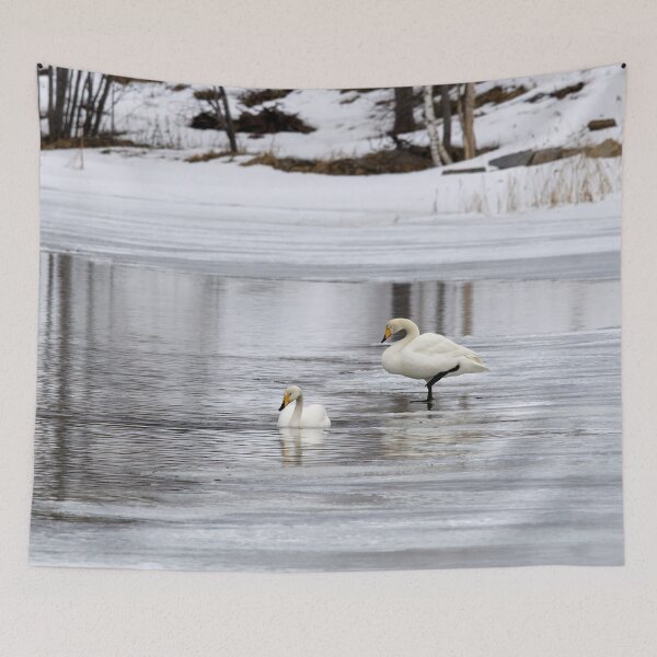 Item preview, When the spring is late. Whooper swan designed and sold by Jouko Lehto Photography.