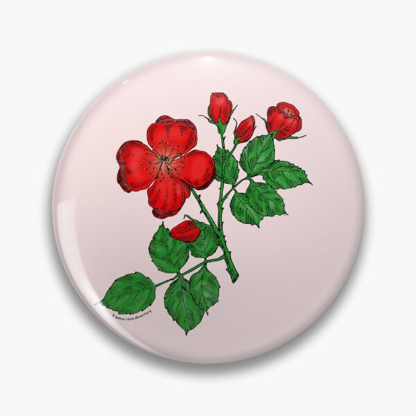 Item preview, Bright Red Quartered Rose Bloom Semi-Double 8-15 Petals In 2 Rows designed and sold by Rachael Taylor.